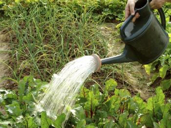 How Often Should I Water Beets ? Learn How Much Water Beets Need