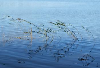 Waterplants