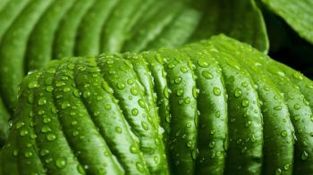 4K Papers - Watery Leaf wallpaper