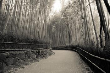 Way of the Bamboo