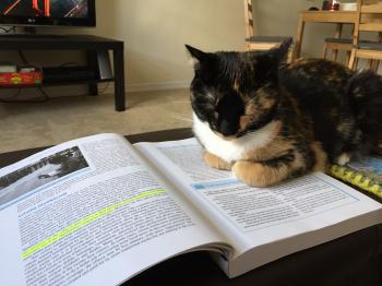 Three Ways My Cat is Really Weird – Goulash and Guilt