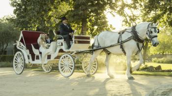 Wedding Carriage, Horse Carriage, Carriage Rides | Temecula, CA