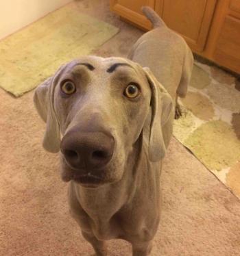 17 Reasons Why You Shouldn't Get A Weimaraner
