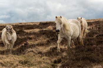 Welsh Horses in Spring