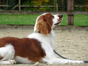 Gatsby - Welsh Springer Spaniel - 3 Week Residential Dog Training at ...