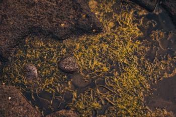 Wet Green Seaweed Texture