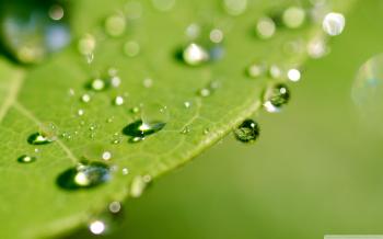 Green Wet Leaf, Macro ❤ 4K HD Desktop Wallpaper for 4K Ultra HD TV ...