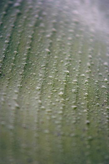 Wet leaf texture