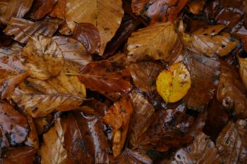 Wet leafs