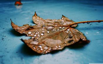Wet Maple Leaf, Close Up ❤ 4K HD Desktop Wallpaper for 4K Ultra HD ...