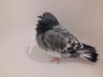 Wet pigeon taking a bath