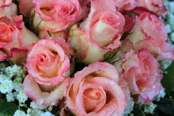 Wet Pink Roses