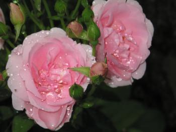 Wet Roses