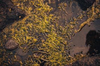 Wet Seaweed Texture