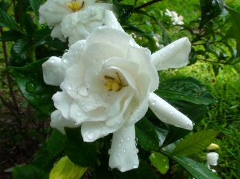 Flowers: Flower White Nature Wet Desktop Wallpaper Backgrounds for ...