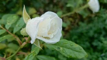 Wet White Rose