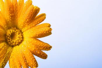 Wet yellow flower