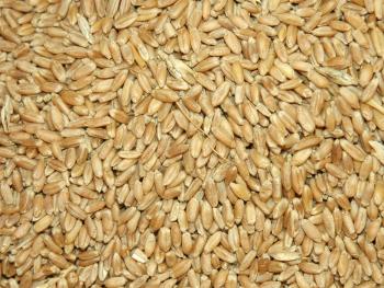 Farmer-saved wheat seed quality should be checked before planting ...