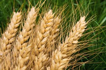 Wheat and barley varieties' response to nitrogen 2014 trial report ...