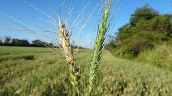 Cereal Killer: Wheat Blast Stalks the Global Dinner Table