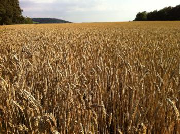 Common wheat - Wikipedia