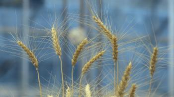 Gluten-free wheat flour is close to becoming a reality — Quartz