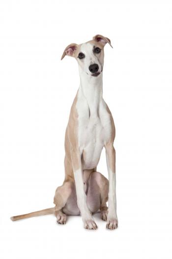 Whippet Dog Breed » Everything About Whippet