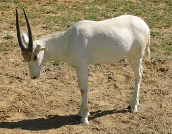 The Addax (Science) on emaze