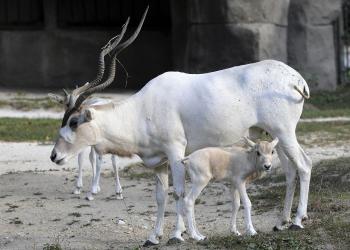 Close to Extinction: WHITE ANTELOPE..Also known as Addax antelope ...