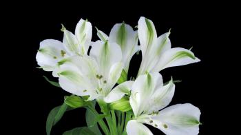 Time-lapse of growing, opening and rotating white Peruvian ...