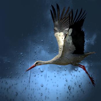 White and Black Bird Flying Under Dark Rainy Sky