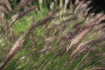 White and Black Grasses in Close-up Photography