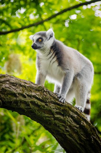 White and Gray Lemur on Tree Trunk