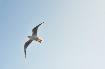 White and Grey Bird Flying in the Sky during Day Time