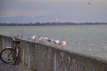 White and Grey Birds on Concrete Barrier Near Body of Water