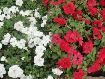 White and Red Flowers