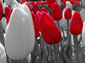 White and red tulips