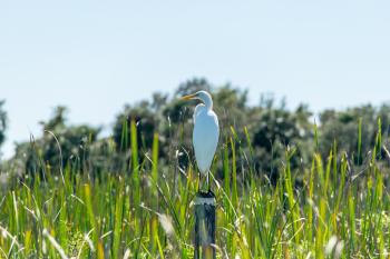 White and Yellow Bird on Pole Beside Grasses during Daytime