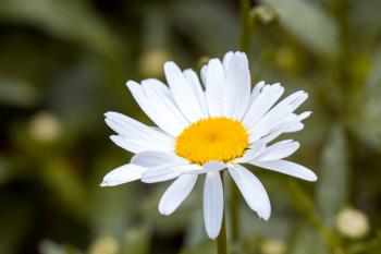 White and Yellow Flower in Macro Shot Photography