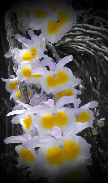 White and Yellow Orchid Bloom