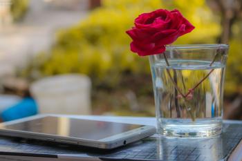 White Android Smartphone Near Clear Glass Vase With Red Rose