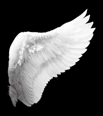 White Angel Wing