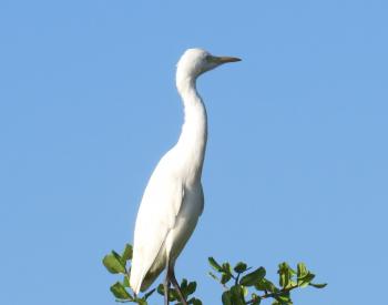 Bird Watching for relaxation - Beautiful White Bird CRANE - YouTube