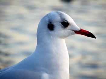 White bird, Seagull, Bird, Beak HD wallpaper | Wallpaper Flare