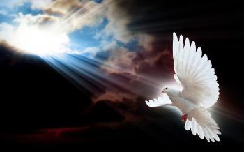 White bird flying sunshine image | HD Wallpapers Rocks