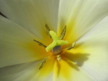 White blossoming tulip flower