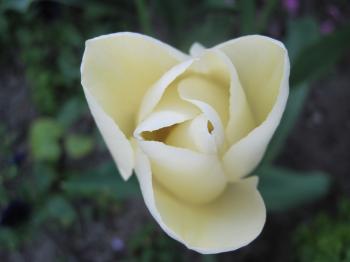 White blossoming tulip