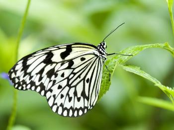Black and White Butterfly - Wallpaper #32271