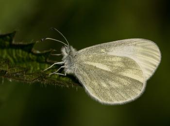 Cryptic Wood White butterfly talk — Biodiversity Northern Ireland