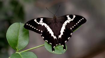 Black And White Butterfly Wallpaper | Wallpaper Studio 10 | Tens of ...